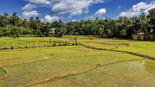 Green rice paddies with palm trees in the background with clear skies and various shades of green, The rice paddies on the Horton Plan plain in Sri Lanka