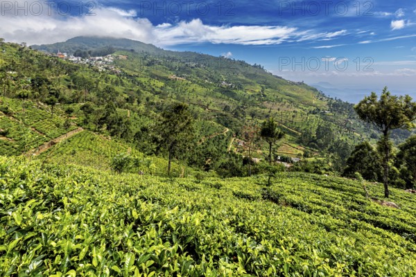 Extensive tea fields and wooded hills under a clear blue sky with clouds, tea plantations on the slopes of Horton Plans in Sri Lanka