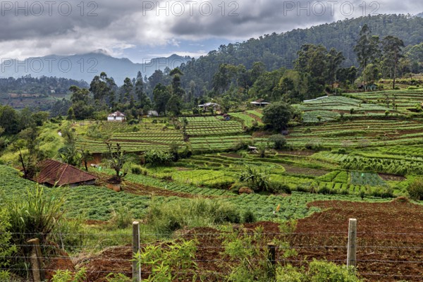 Rich green rice paddies in a hilly landscape with clouds and small farms, fields and agriculture on the slopes of Horton Plans in Sri Lanka