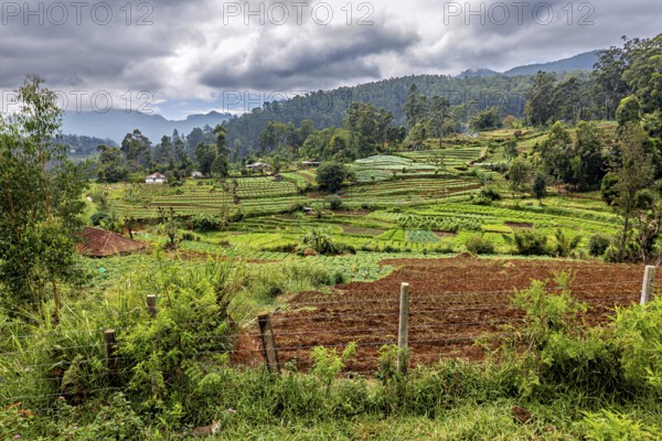 Landscape with green rice paddies and wooded hills under a cloudy sky, fields and agriculture on the slopes of Horton Plans in Sri Lanka
