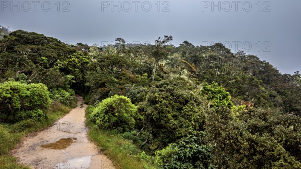 A narrow path leads through a thick green forest under a cloudy sky, The forests of the Horton Planes in Sri Lanka
