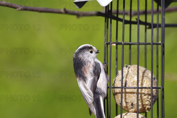 Long-tailed tit (Aegithalos caudatus), tit dumpling, food, winter, Pretty tit with a green background