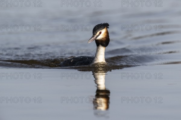 Great Crested Grebe (Podiceps cristatus), Emsland, Lower Saxony, Germany