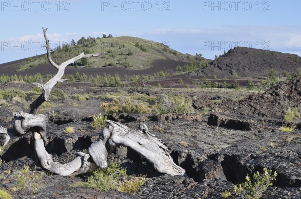 Stunted tree on rocky volcanic landscape with blue sky, Craters of the Moon National Monument, Idaho, USA