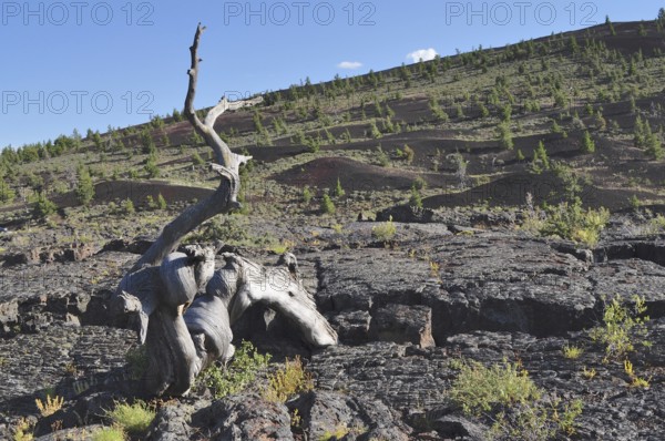 Dead tree trunk on dark volcanic landscape, Craters of the Moon National Monument, Idaho, USA