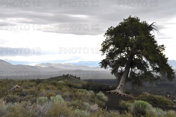 Single tree standing in wide lava landscape with cloudy sky, Craters of the Moon National Monument, Idaho, USA