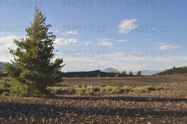 A tree stands in a desert landscape with lava rocks and distant mountains under clear skies, Craters of the Moon National Monument, Idaho, USA