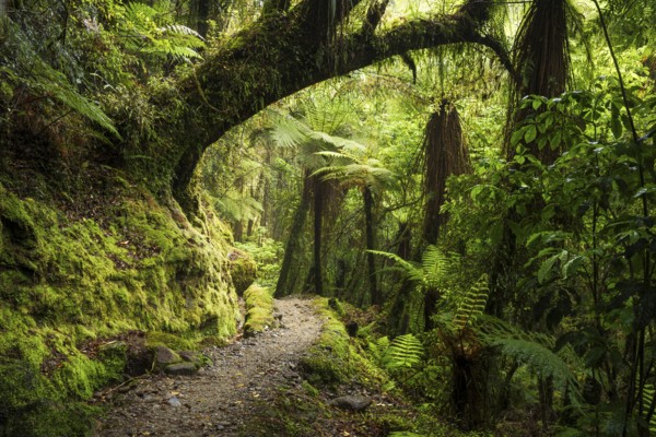 Hiking trail through jungle with trees, ferns, mosses, lichens. Callery Gorge Walk, Franz Josef, Waiau, Westland Tai Poutini National Park, South Island, New Zealand