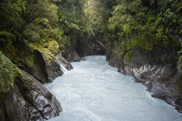 Callery Gorge Walk, Callery River, surrounded by jungle. Westland Tai Poutini National Park, Franz Josef, Waiau, South Island, New Zealand