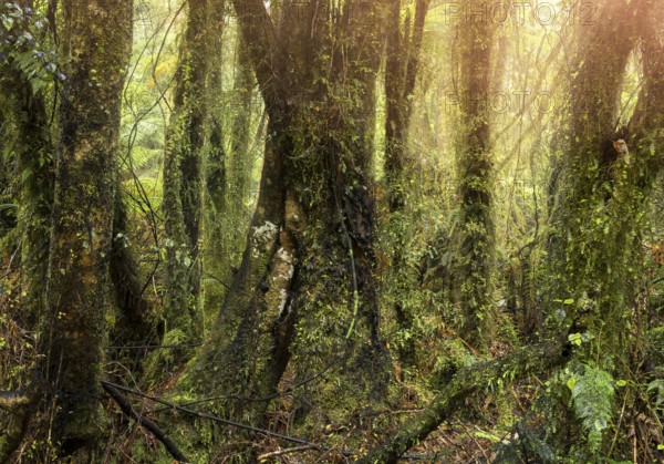 Wooded landscape. tree trunks, mosses, ferns, lichens. Westland Tai Poutini National Park, South Island, New Zealand