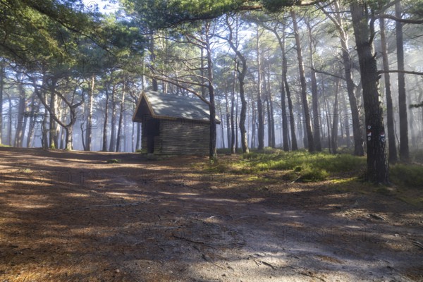 Gentle rays of sunshine break through the morning fog in the Palatinate Forest and immerse the quiet forest in an almost fairytale, quiet atmosphere