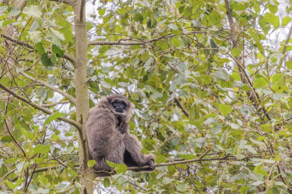 A silvery gibbon (Hylobates moloch) sits in a tree looking into the camera. Java, Indonesia
