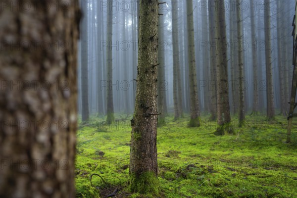 Mossy forest soil with foggy tree trunks and humid atmosphere, Unterhaugstett, Calw district, Black Forest, Germany