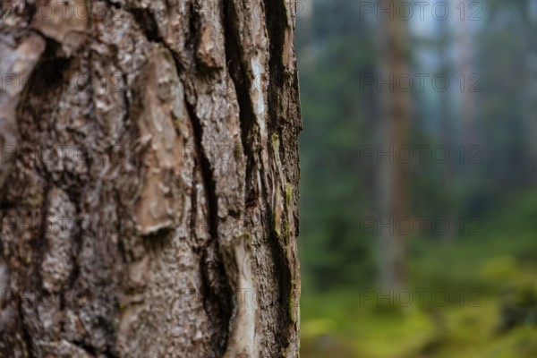 Close-up of tree bark in a blurred forest background, Unterhaugstett, Calw district, Black Forest, Germany