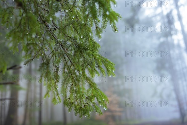 Waterdrop decorated pine branches in a quiet, foggy forest, Unterhaugstett, Calw district, Black Forest, Germany