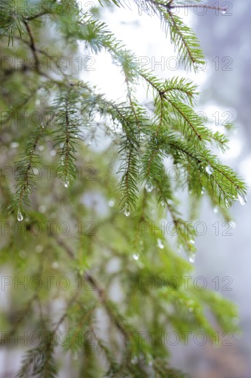Close-up of pine branches with drops of water in a foggy forest, Unterhaugstett, Calw district, Black Forest, Germany