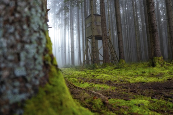 A hunting stand in a foggy, moss-covered forest, Unterhaugstett, Calw district, Black Forest, Germany