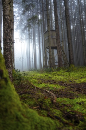 A foggy forest with a hunting stand surrounded by moss, Unterhaugstett, Calw district, Black Forest, Germany