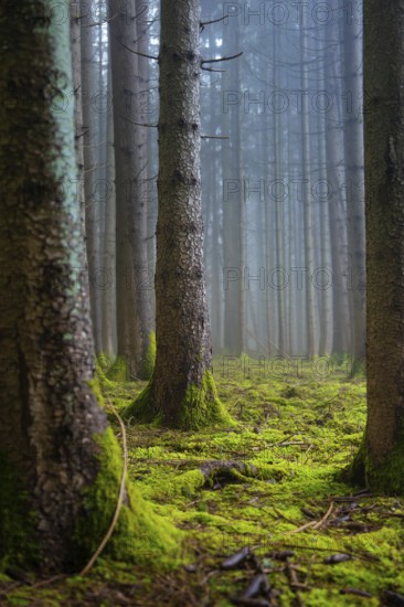 Moss-covered tree trunks in a quiet, foggy forest, in muted colors, Unterhaugstett, Calw district, Black Forest, Germany