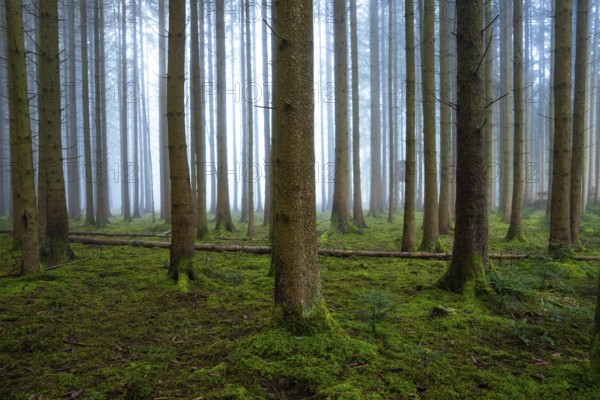 Dense forest with foggy background and moss-covered soil, Unterhaugstett, Calw district, Black Forest, Germany