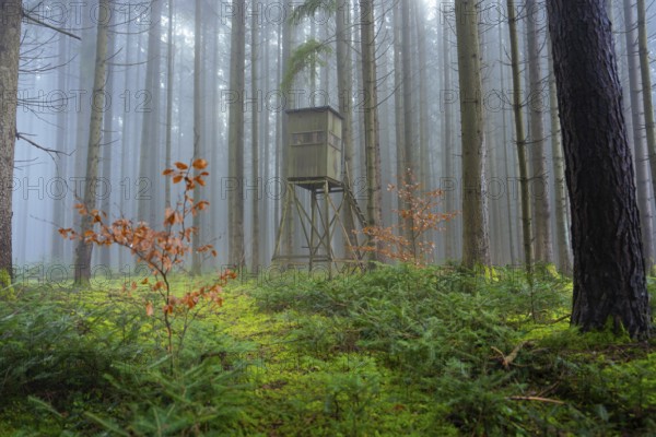 High seat in a foggy forest, surrounded by moss and autumn colors, Unterhaugstett, Calw district, Black Forest, Germany