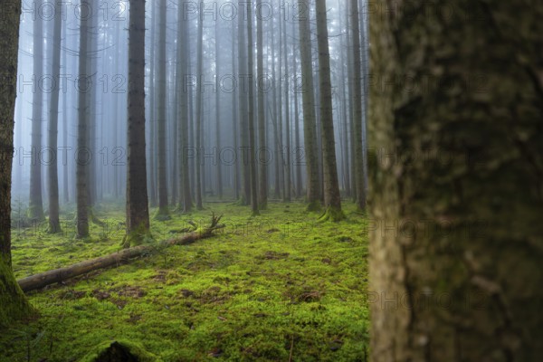 A mossy nature trail through a foggy and quiet forest, Unterhaugstett, Calw district, Black Forest, Germany