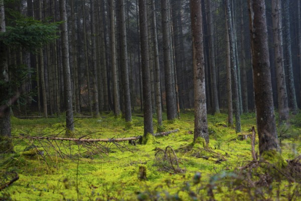 Depth in a dark forest with light shows through the trees, Unterhaugstett, Calw district, Black Forest, Germany