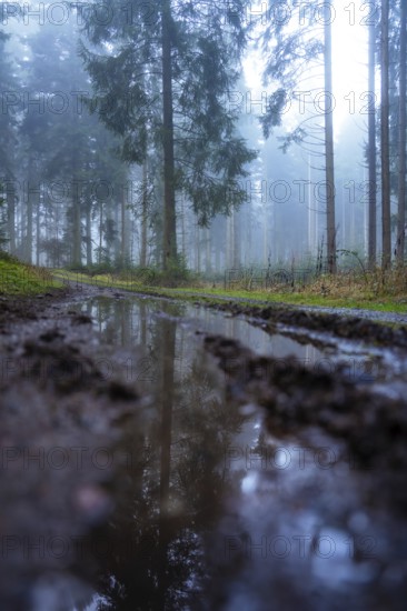 A puddle reflecting trees in a foggy forest, Unterhaugstett, Calw district, Black Forest, Germany