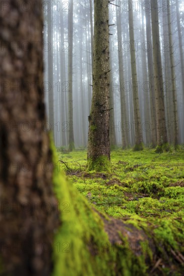 Close-up of a tree trunk with moss in a foggy forest, natural atmosphere, Unterhaugstett, Calw district, Black Forest, Germany