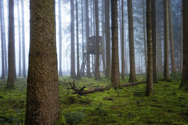 A quiet forest with a hunting stand surrounded by moss-covered trees, Unterhaugstett, Calw district, Black Forest, Germany