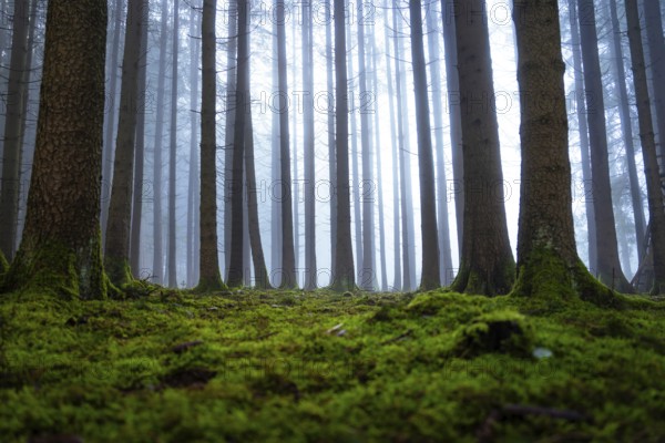 A quiet, moss-covered forest with tall trees in fog, Unterhaugstett, Calw district, Black Forest, Germany