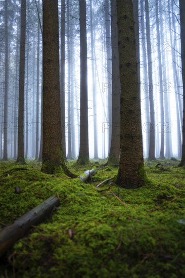 Towering trees and thick fog create a mystical atmosphere in the forest, Unterhaugstett, Calw district, Black Forest, Germany