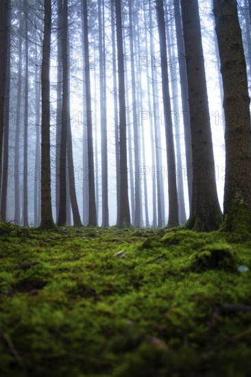Tall trees in foggy forest with moss-covered ground and quiet atmosphere, Unterhaugstett, Calw district, Black Forest, Germany