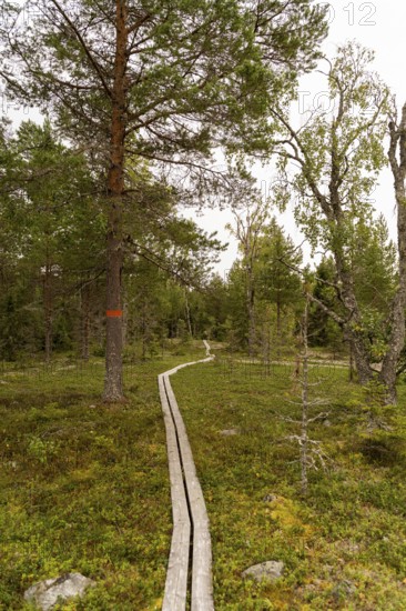 A peaceful wooden path meanders through a dense, lush forest in Sweden, surrounded by vibrant greenery and tall trees under a cloudy sky, inviting exploration and tranquility