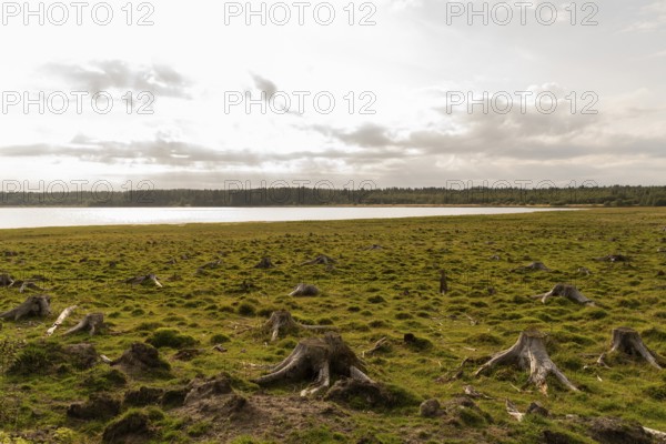 A tranquil scene in Sweden featuring a field of tree stumps under a cloudy sky. The sun casts a warm glow, creating a serene atmosphere near a forest and water body