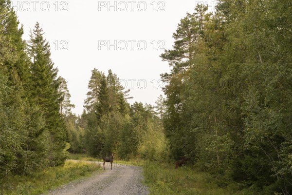 A tranquil scene in a Swedish forest with two moose on a winding, gravel path. The dense greenery and towering trees create an idyllic, natural setting
