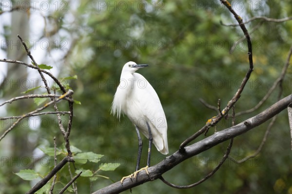 A serene little egret stands on a branch surrounded by dense foliage. Its pure white feathers contrast sharply with the green and brown hues of the forest backdrop