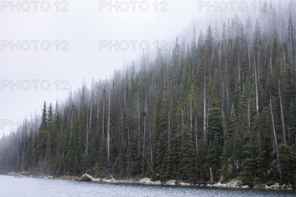 A serene landscape featuring a dense pine forest shrouded in mist beside a tranquil lake, showcasing the natural beauty of Colorado's mountainous regions