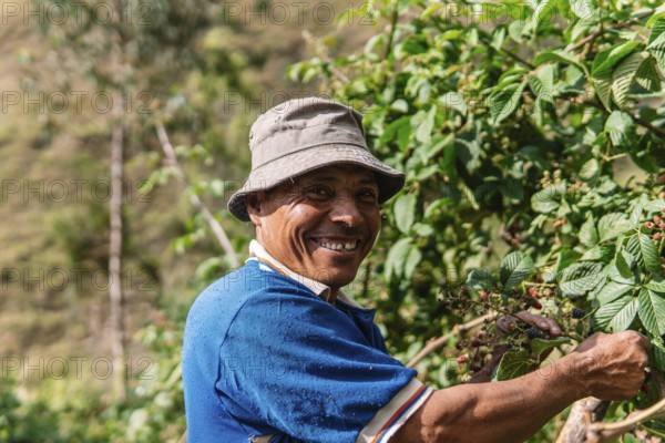 A cheerful farmer picks ripe blackberries on a sunny day in the lush Colombian countryside, showcasing sustainable agriculture and traditional farming practices