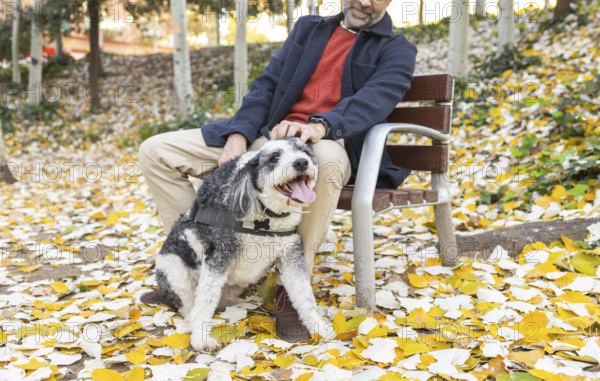 A cropped unrecognizable mature man with a beard is seen bonding with his black and white dog on a park bench amid fallen autumn leaves in the city. The scene captures a tranquil moment of companionship
