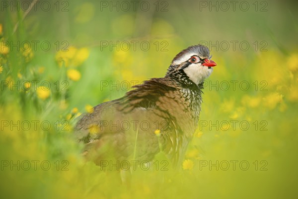 Red-legged partridge stands alert among bright yellow flowers in a lush meadow The vivid colors and blurred background create a serene, natural atmosphere, highlighting the bird's beauty