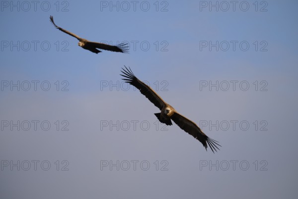 Two majestic griffon vultures gracefully soar above Alicante, Spain, showcasing their impressive wingspans The clear blue sky serves as a serene backdrop
