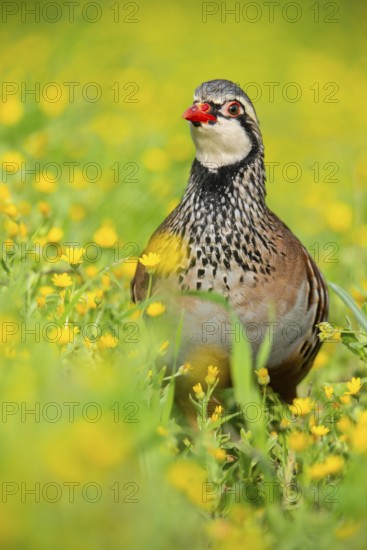 A striking red-legged partridge stands amidst a lush field of vibrant yellow wildflowers, showcasing its distinctive plumage The blurred background enhances the bird's vivid details