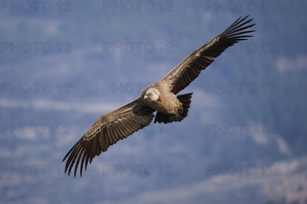 A close-up of a griffon vulture soaring effortlessly over scenic valleys, its detailed plumage and strong wings beautifully showcased in Alicante, Spain