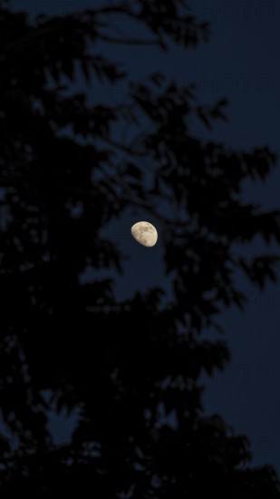 Evocative scene showing the moon brightly visible through shadowy tree branches under a dark sky