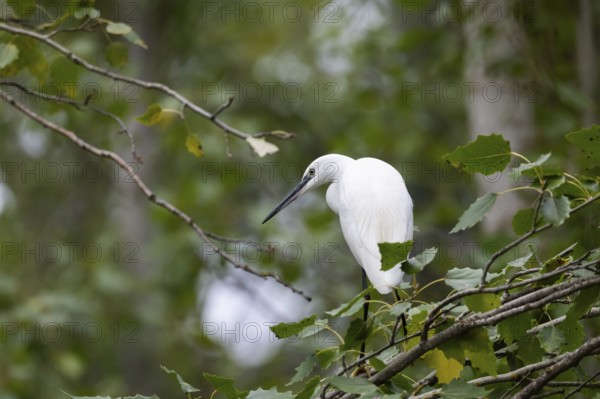 A majestic Little Egret stands elegantly on a branch surrounded by lush green leaves, showcasing its white plumage and slender black beak against the soft, blurred background of a densely wooded area
