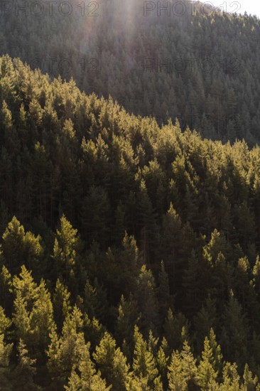 A dense and serene pine forest illuminated by the golden hour sunlight cascading through the trees, creating a tranquil rural landscape