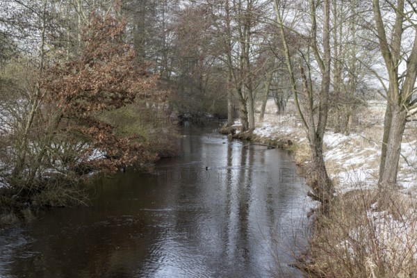 Alders (Alnus glutinosa) on the bank of a tributary of the Wümme, Fischerhuder Wümmeniederung, Lower Saxony, Germany