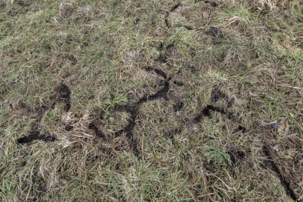 Corridors of mice in a meadow, Lower Saxony, Germany