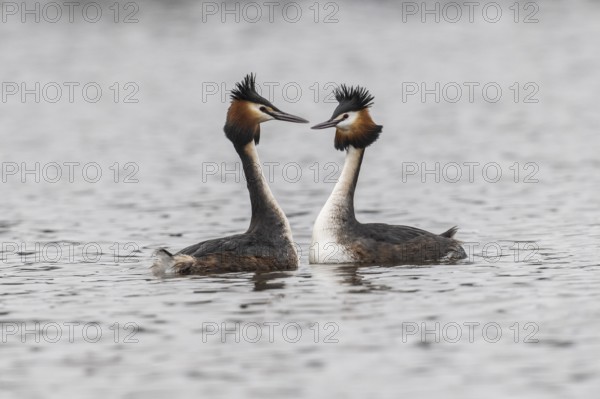 Great Crested Grebe (Podiceps Scalloped ribbonfish), courtship display, Emsland, Lower Saxony, Germany
